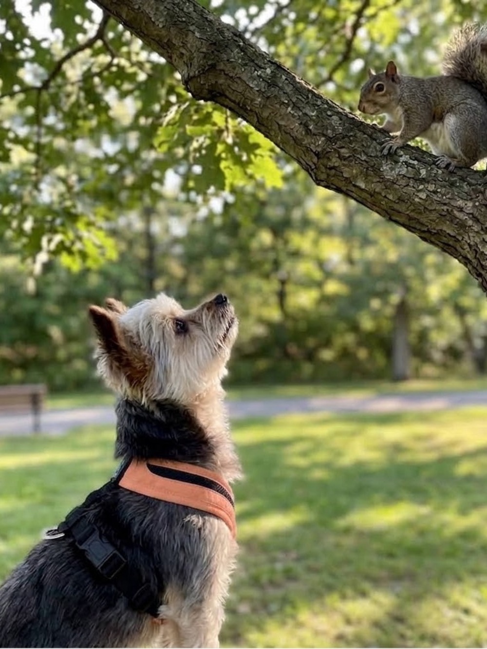 Gooby No-Pull Dog Harness